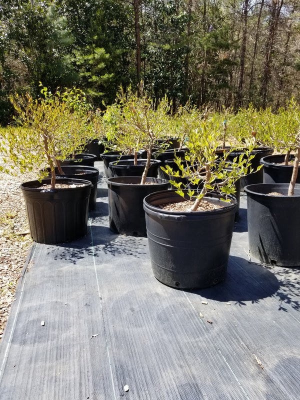 Stewartia Monodelpha Pre-Bonsai Trees