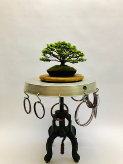 Kingsville Boxwood Bonsai Tree Styled By Creighton Bostrom