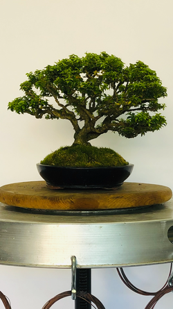 Left Side of Kingsville Boxwood Bonsai Tree Styled By Creighton Bostrom
