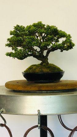 Right Side of Kingsville Boxwood Bonsai Tree Styled By Creighton Bostrom