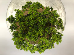 Top of Kingsville Boxwood Bonsai Tree Styled By Creighton Bostrom