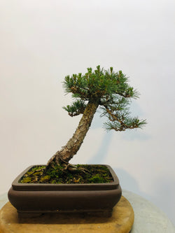 Back of Black Pined Bonsai Tree Styled By Creighton Bostrom