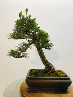 Front of Black Pine Bonsai Tree Styled By Creighton Bostrom