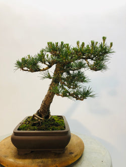 Left Side of Black Pine Bonsai Tree Styled By Creighton Bostrom