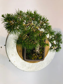 Top of Black Pined Bonsai Tree Styled By Creighton Bostrom