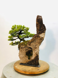 Right Side of Juniper on Lace Rock Bonsai Tree Styled By Creighton Bostrom