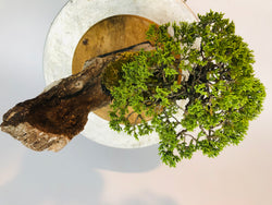 Top of Juniper on Lace Rock Bonsai Tree Styled By Creighton Bostrom