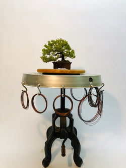 Shohin Juniper Bonsai Tree Styled By Creighton Bostrom