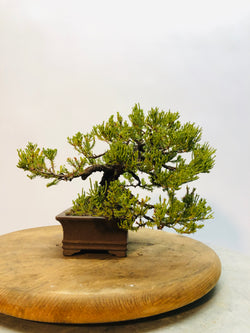 Left Side of Shohin Juniper Bonsai Tree Styled By Creighton Bostrom