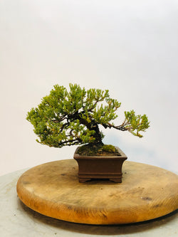 Right Side of Shohin Juniper Bonsai Tree Styled By Creighton Bostrom