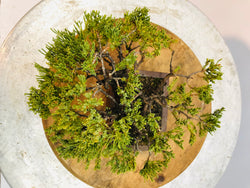 Top of Shohin Juniper Bonsai Tree Styled By Creighton Bostrom