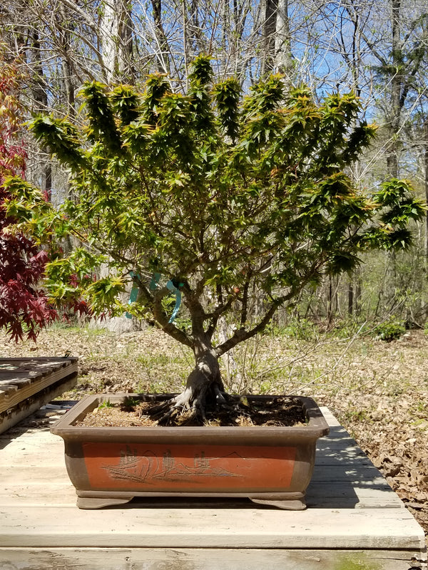 Kotohime Maple Medium Specimen Bonsai Tree