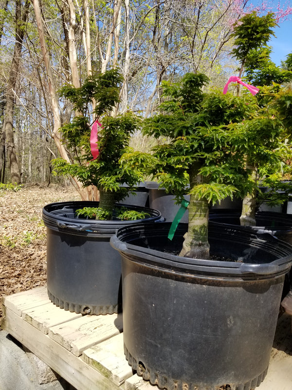 Shishigashira Maple Large Pre-Bonsai Trees