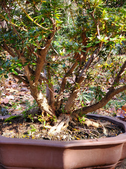 Azalea Large Bonsai Tree