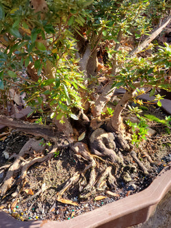 Azalea Large Bonsai Tree