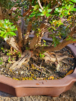Azalea Large Bonsai Tree