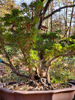 Azalea Large Bonsai Tree