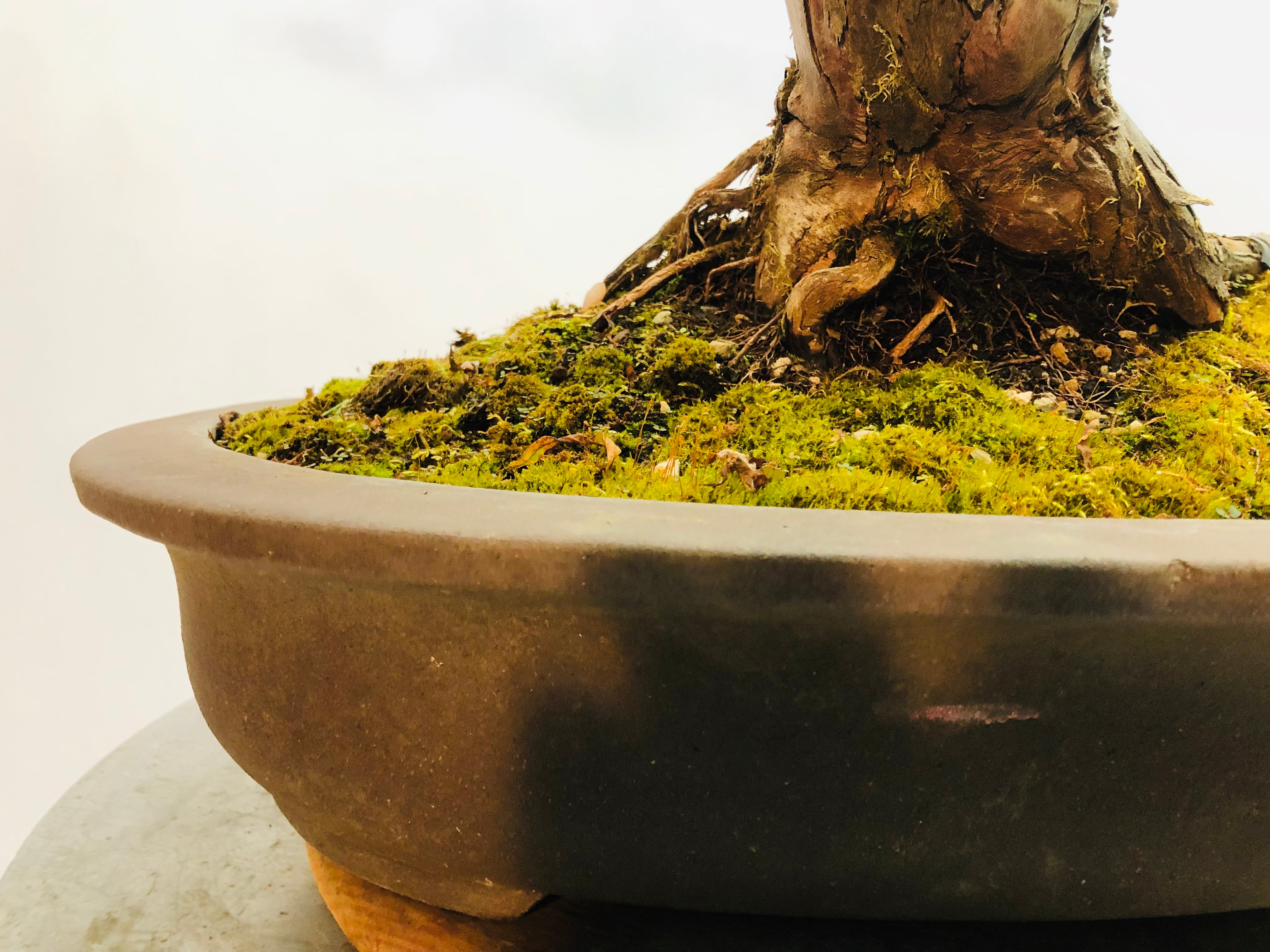 Featured Artist and Bonsai Tree - November 2019