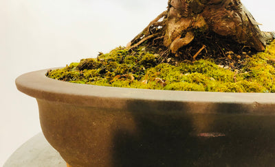Featured Artist and Bonsai Tree - November 2019