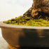 Featured Artist and Bonsai Tree - November 2019