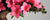 All Bonsai Trees