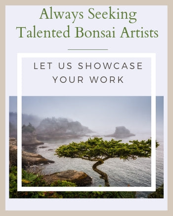 Bonsai Artist Invitation To Apply To Be Featured At The Bonsai Company