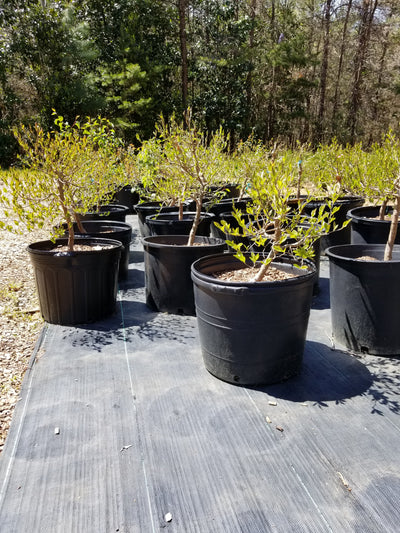 Stewartia Monodelpha Pre-Bonsai Trees