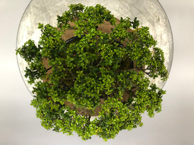 Top of Kingsville Boxwood Bonsai Tree Styled By Creighton Bostrom
