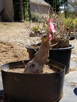 Chaste Tree Large Pre-Bonsai Trees