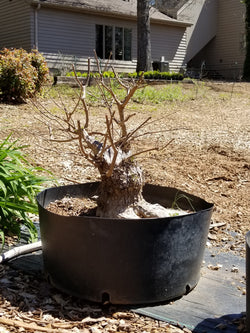 Chaste Tree Large Pre-Bonsai Trees