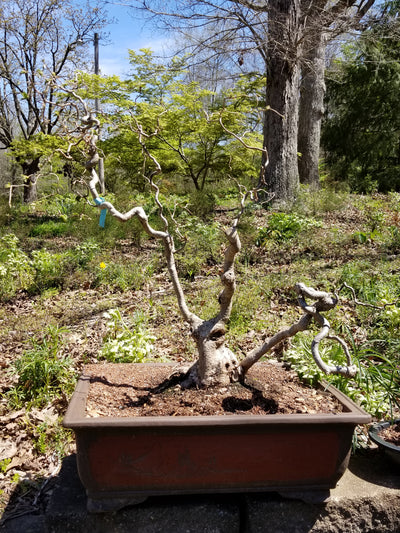 Contorted Filbert Specimen Bonsai Tree