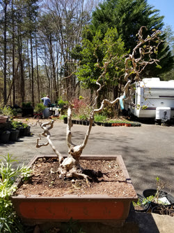 Contorted Filbert Specimen Bonsai Tree