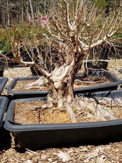 Crepe Myrtle Large Pre-Bonsai Trees