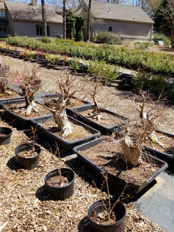 Crepe Myrtle Large Pre-Bonsai Trees
