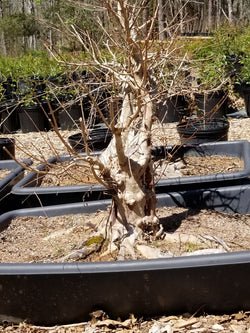 Crepe Myrtle Large Pre-Bonsai Trees