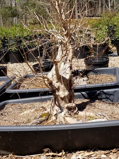 Crepe Myrtle Large Pre-Bonsai Trees