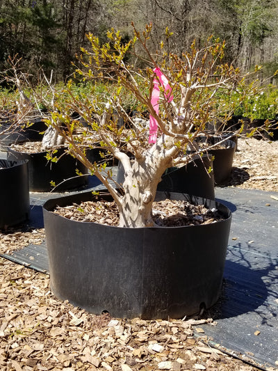 Crepe Myrtle Medium Pre-Bonsai Trees
