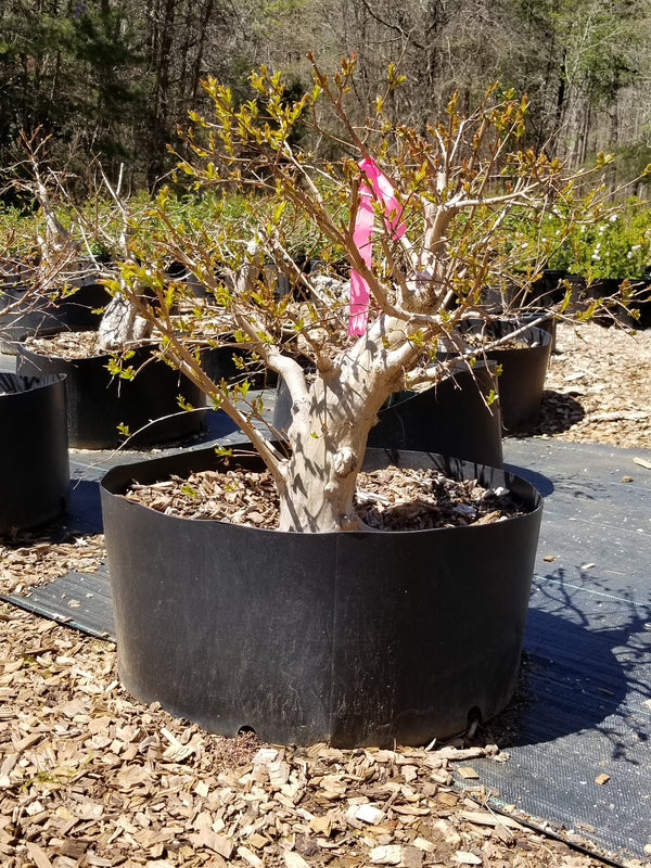 Crepe Myrtle Medium Pre-Bonsai Trees