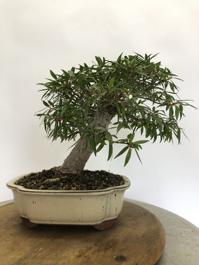 Back of Ficus Bonsai Tree Styled By Creighton Bostrom