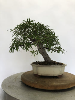 Front of Ficus Bonsai Tree Styled By Creighton Bostrom