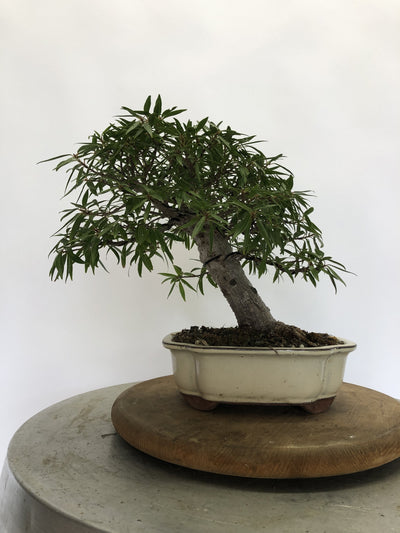 Front of Ficus Bonsai Tree Styled By Creighton Bostrom