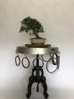Front #2 of Ficus Bonsai Tree Styled By Creighton Bostrom