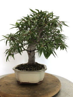 Left Side of Ficus Bonsai Tree Styled By Creighton Bostrom