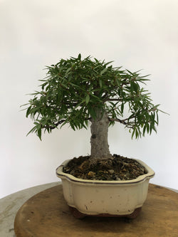 Right Side of Ficus Bonsai Tree Styled By Creighton Bostrom
