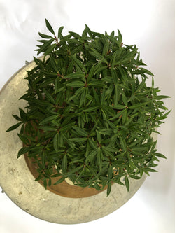 Top of Ficus Bonsai Tree Styled By Creighton Bostrom