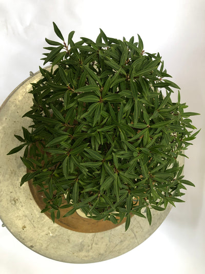 Top of Ficus Bonsai Tree Styled By Creighton Bostrom