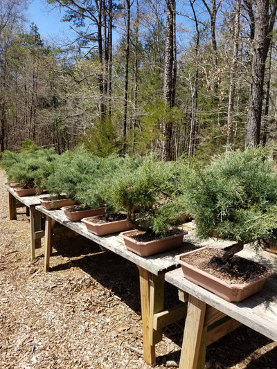 Grey Owl Juniper Pre-Bonsai Trees