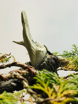 Apex of Hinoki Cypress Bonsai Tree Styled By Creighton Bostrom