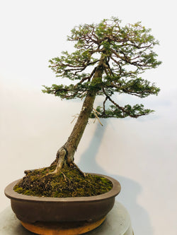 Back of Hinoki Cypress Bonsai Tree Styled By Creighton Bostrom