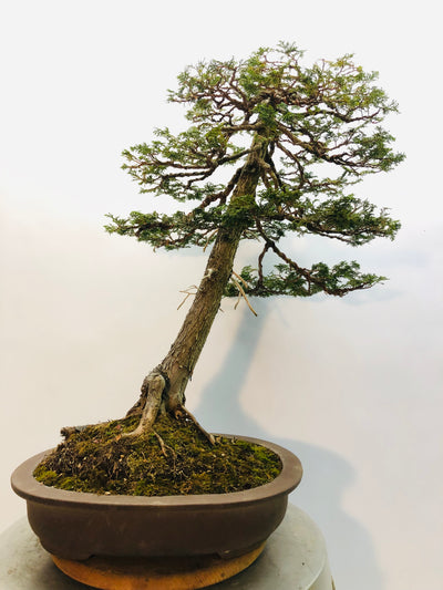 Back of Hinoki Cypress Bonsai Tree Styled By Creighton Bostrom